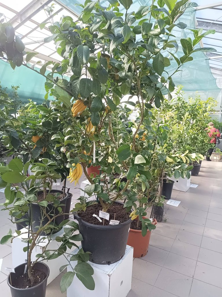 Výstava citrusů 2026 Praha