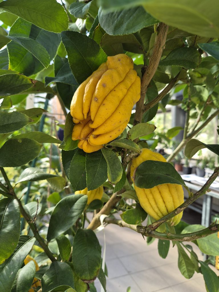 Výstava citrusů 2026 Praha
