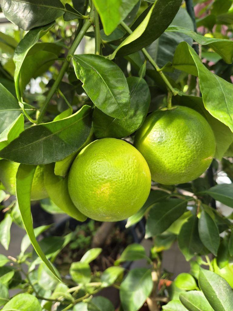 Výstava citrusů 2026 Praha