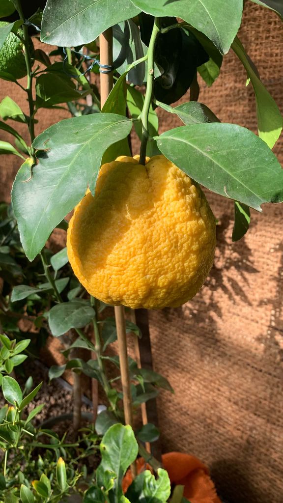 Výstava citrusů Brno 2026